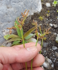 Fimbristylis dichotoma
