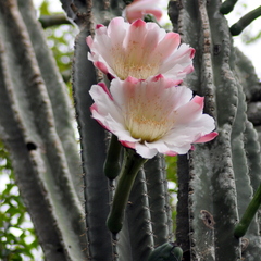 Cereus hildmannianus