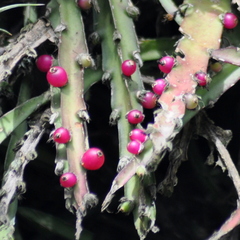 Lepismium cruciforme