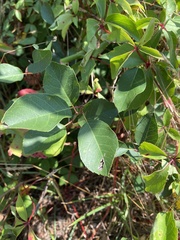 Amelanchier nantucketensis