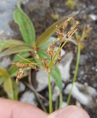 Fimbristylis dichotoma
