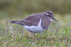 Charadrius modestus