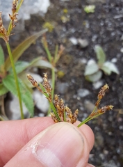 Fimbristylis dichotoma