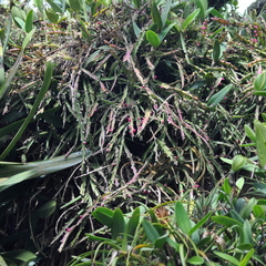Lepismium cruciforme