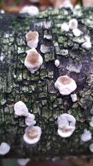 Chondrostereum purpureum