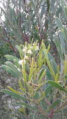 Acacia uncifolia