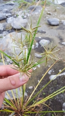 Cyperus sphacelatus