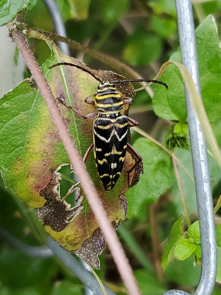 Painted Hickory Borer from Hewitt on December 02, 2022 at 02:22 PM by ...