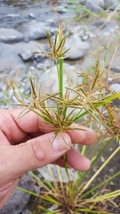 Cyperus sphacelatus