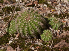 Parodia