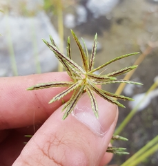 Cyperus sphacelatus