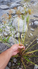 Cyperus sphacelatus