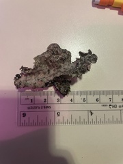 Lobarina scrobiculata