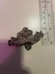 Lobarina scrobiculata