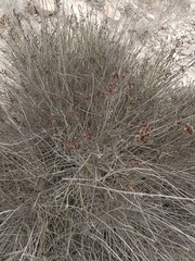 Salsola genistoides