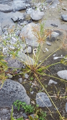 Cyperus sphacelatus