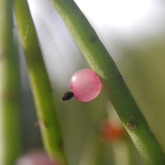 Rhipsalis teres