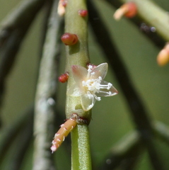 Rhipsalis teres
