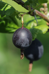 Ribes × nidigrolaria