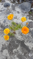 Tagetes