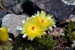Parodia