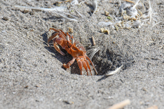 Ocypode gaudichaudii