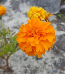Tagetes
