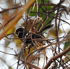 Formicivora melanogaster