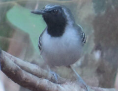 Myrmoborus myotherinus