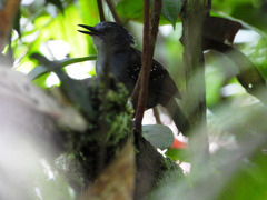 Myrmelastes rufifacies