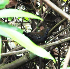 Myrmophylax atrothorax