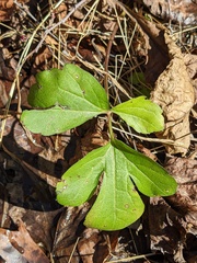 Rudbeckia laciniata
