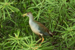 Porphyrio flavirostris