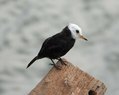 Arundinicola leucocephala