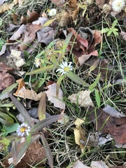 Symphyotrichum novi-belgii