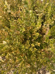 Buxus sempervirens
