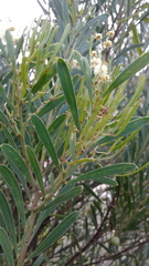 Acacia uncifolia