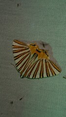 Pityeja histrionaria