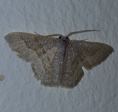 Phaiogramma stibolepida