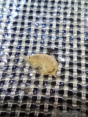 Gammarus roeselii