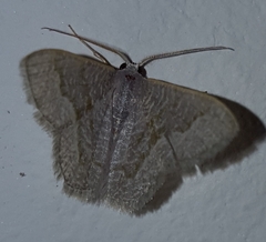 Phaiogramma stibolepida