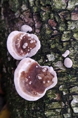 Chondrostereum purpureum