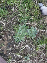 Draba verna
