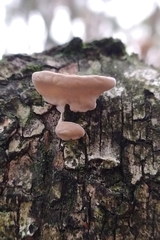 Chondrostereum purpureum