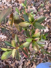 Rhododendron