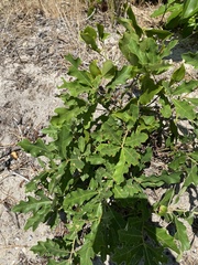 Quercus prinoides