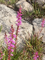 Stylidium armeria