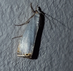 Microcrambon paphiellus
