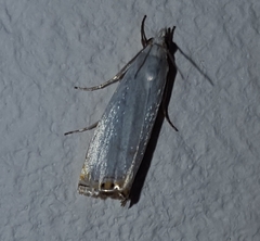 Microcrambon paphiellus