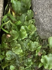 Lunularia cruciata